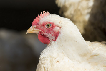 white chicken portrait
