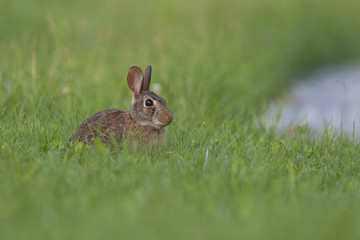 eastern cottontail bunny