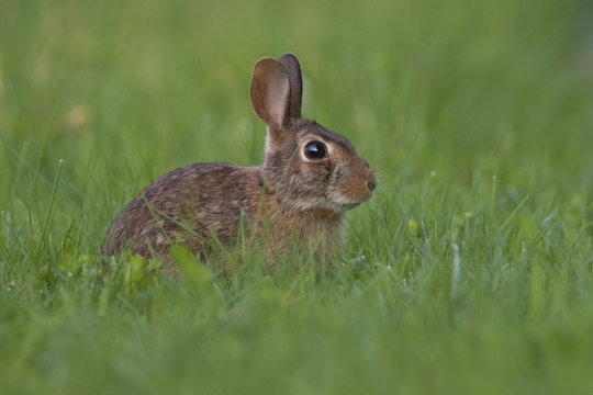 eastern cottontail bunny