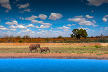 Africa. Kenya. African elephants go to the watering place. Elephant and elephant. Safari in Africa by car.