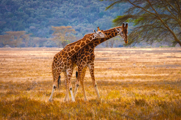Africa. National Parks of Africa. Two giraffes in the wild nature of Africa. Kenya.