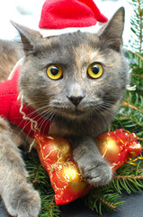 grey cat dressed as Santa Claus sitting under a Christmas tree