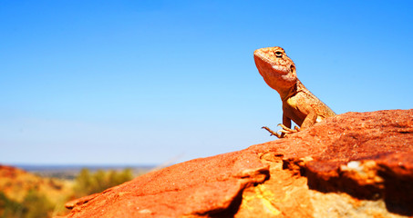 pretend I'm not here