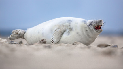 Comical laughing baby harbor seal © creativenature.nl