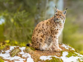 Crédence de cuisine en verre imprimé Lynx Lynx eurasien regardant en arrière