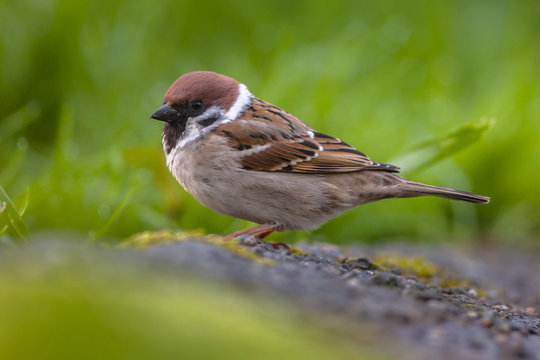 Tree sparrow in garden