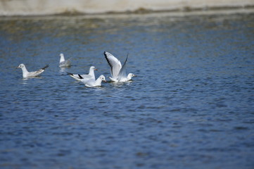 The sea bird