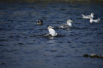 The sea bird