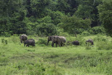 wild elephants live in deep forest at Kui Buri National Park, Thailand