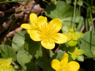 Fototapeta premium 鮮やかな黄色のリュウキンカの花(宮城県)