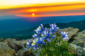 Panele Szklane Podświetlane  Kwiaty o zachodzie słońca