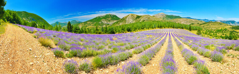 Fototapeta premium Lavender field in summer countryside