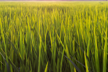 Close up leaves of rice plant.