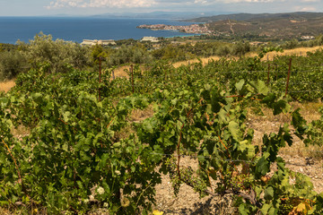 Fototapeta na wymiar Grape vine with berries ripening under the sun in the vineyards of Sithonia Peninsula
