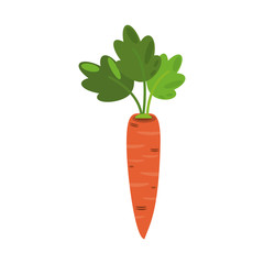 Carrot fresh vegetable
