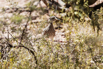Spotted thick-knee (Burhinus capensis)