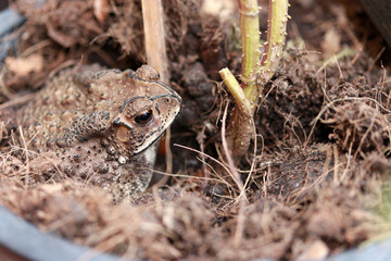 Toad buried in the soil. it is a tailless amphibian with a short stout body and short legs, typically having dry warty skin that can exude poison.