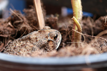 Toad buried in the soil. it is a tailless amphibian with a short stout body and short legs, typically having dry warty skin that can exude poison.