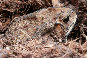 Toad buried in the soil. it is a tailless amphibian with a short stout body and short legs, typically having dry warty skin that can exude poison.