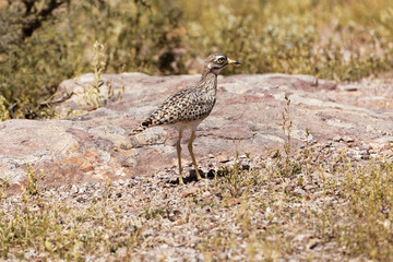 Spotted thick-knee (Burhinus capensis)