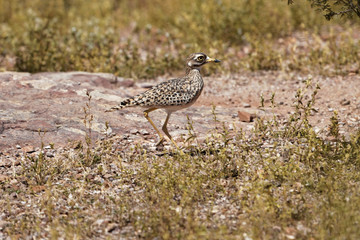 Spotted thick-knee (Burhinus capensis)