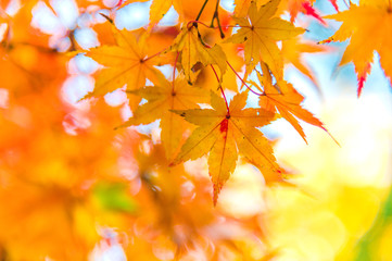 Fototapeta na wymiar The viewing of colorful Autumn leaves Momiji or Japanese Maples trees