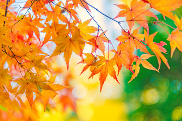 The viewing of colorful Autumn leaves Momiji or Japanese Maples trees