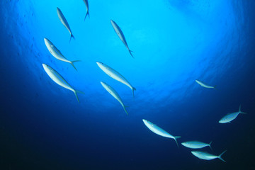 Mackerel fish in sea