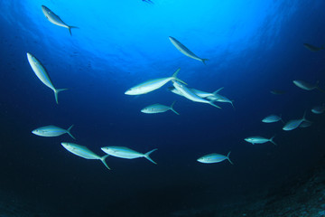 Mackerel fish in sea