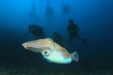 Cuttlefish and scuba divers