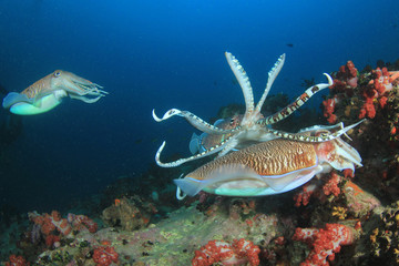 Cuttlefish mating. Rival males fight over a female