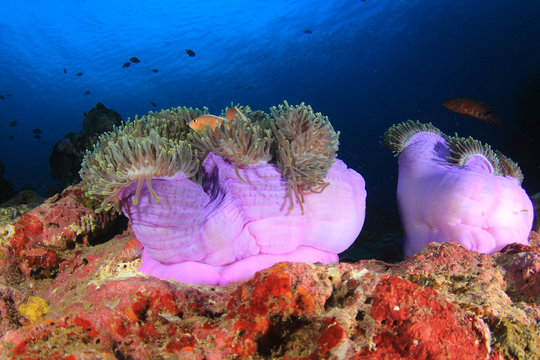 Fototapeta Underwater coral reef and fish