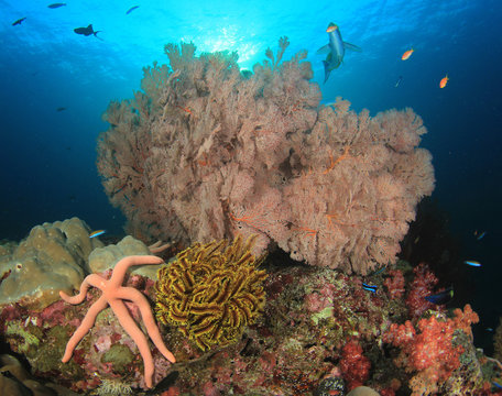 Fototapeta Underwater coral reef and fish