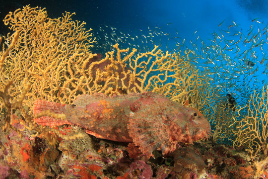 Fototapeta Underwater coral reef and fish