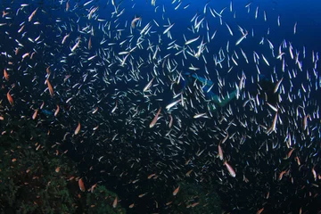 Plexiglas foto achterwand Scuba dive coral reef underwater © Richard Carey