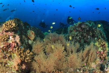 Fotobehang Scuba dive coral reef underwater © Richard Carey