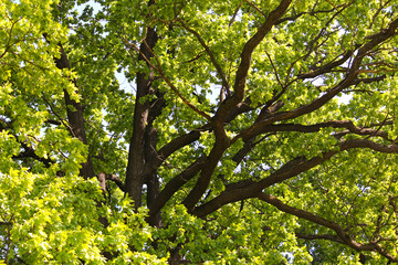 Green crown of old oak with thick branches