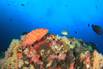 Underwater coral reef and fish