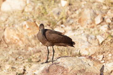 Hamerkop (Scopus umbretta) on a rock.