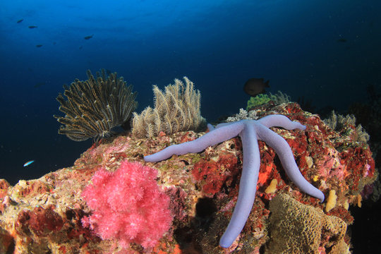 Fototapeta Podwodna rafa koralowa i ryby
