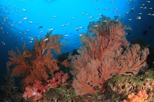 Fototapeta Underwater coral reef and fish