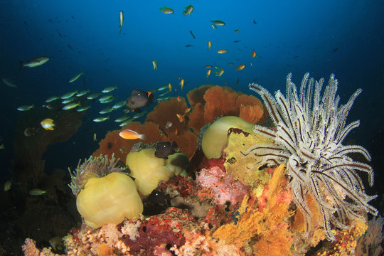 Fototapeta Underwater coral reef and fish
