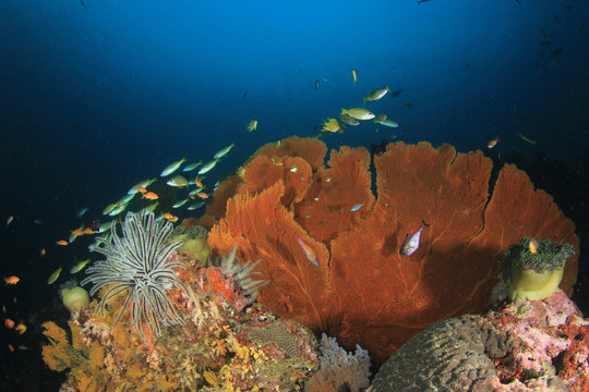 Fototapeta Underwater coral reef and fish