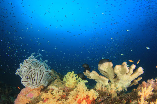 Fototapeta Underwater coral reef and fish