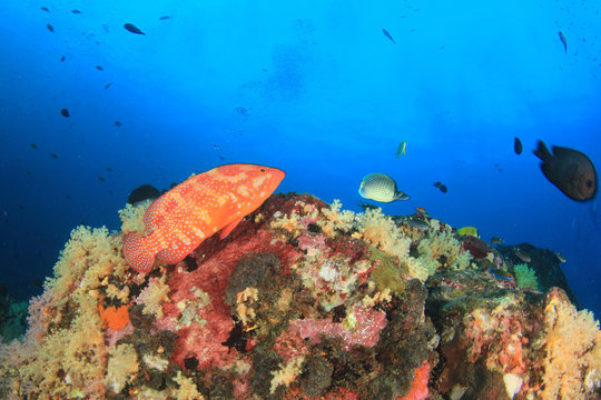 Fototapeta Underwater coral reef and fish