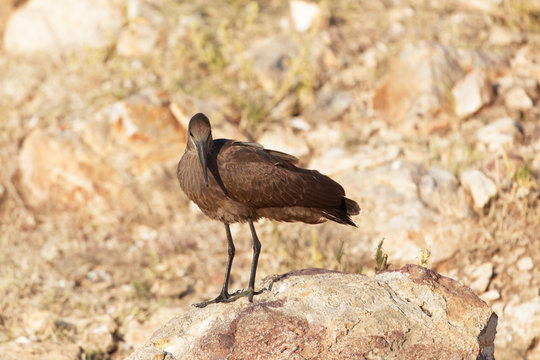 Hamerkop (Scopus umbretta) on a rock.