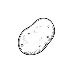 Vector hand drawn potato outline doodle icon. Starch sketch illustration for print, web, mobile and infographics isolated on white background.