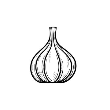 Vector hand drawn garlic outline doodle icon