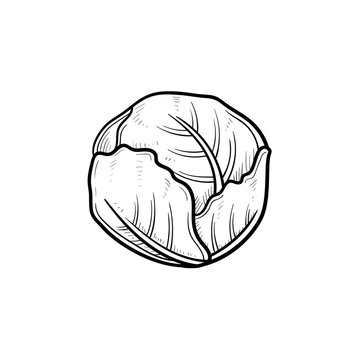 Vector hand drawn cabbage outline doodle icon