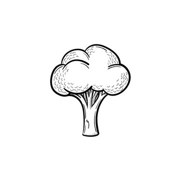 Vector hand drawn broccoli outline doodle icon